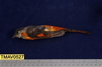 藏品(灰喉山椒鳥)的圖片